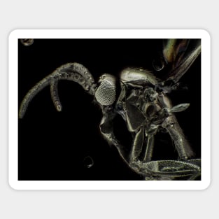 Gold-coated fungus gnat under light microscope Sticker